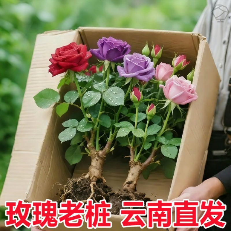 【云南】昆明玫瑰花苗老桩大花浓香当年开花月季老根花卉绿植盆栽