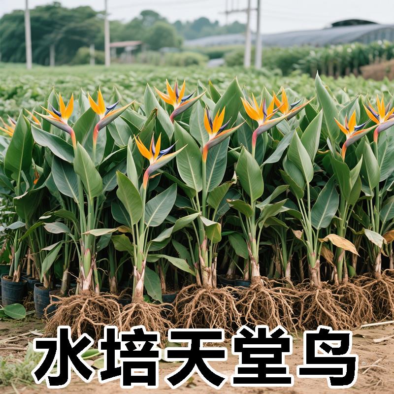 天堂鸟水培植物客厅绿植盆栽办公室内花卉桌面四季常青水养鹤望兰