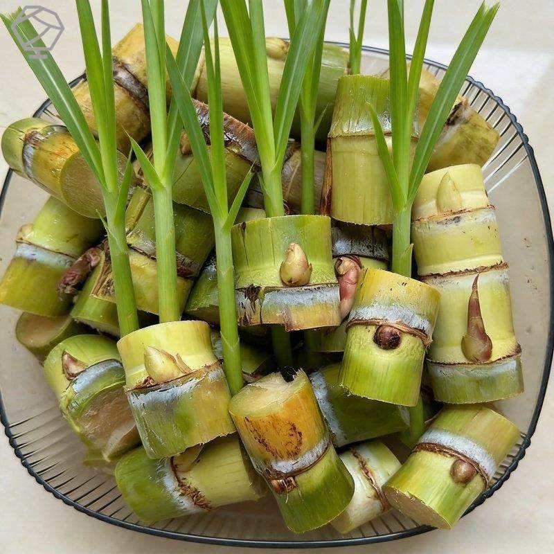 正品黄皮甘蔗种节盆栽正宗黄金水果甘蔗甘蔗新鲜薄黑皮皮甘蔗尾巴,鲜花速递/花卉仿真/绿植园艺,种苗/半成品盆栽,淘宝优惠券,粉丝福利购,淘宝优惠卷