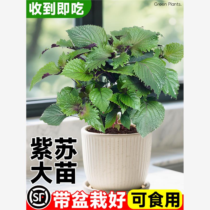 紫苏苗盆栽可食用厨房香草香料植物新鲜紫苏叶即食用盆栽罗勒绿植