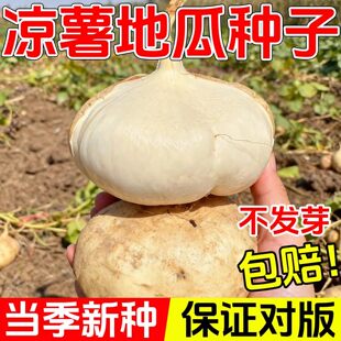 牧马山凉薯种子种籽孑水果地瓜特大高产白瓤香甜早熟苗秧沙葛土瓜