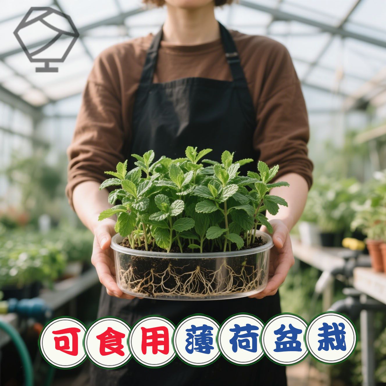 薄荷盆栽水培叶新鲜可食