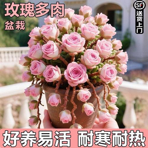 新品水蜜桃玫瑰多肉盆栽山地室内植物酒杯办公室好养阳台