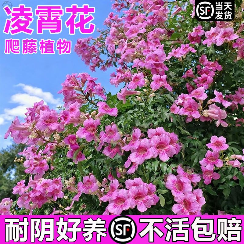 凌霄花爬藤植物大苗粉色橙色凌霄花树苗盆栽庭院四季开花炮仗花