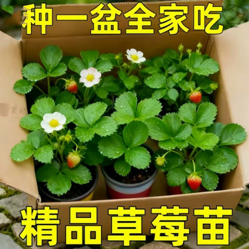 四季奶油草莓苗带花带果新鲜草莓秧苗当年结果阳台种植结果天使