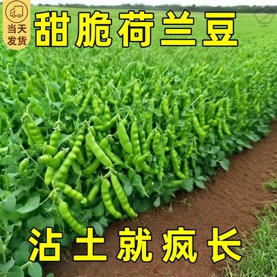甜脆荷兰豆种子菜豌豆双花双夹高产耐寒农家自种秋冬季豆角菜种子