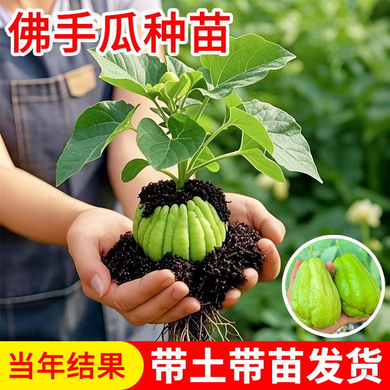 佛手瓜种瓜苗带土发芽四