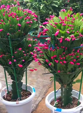 蟹爪兰盆栽花苗嫁接重瓣阳台室内好养植物四季常青花卉绿植