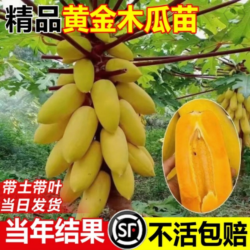 新品种泰国黄金木瓜苗特大甜瓜果
