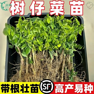 树仔菜天绿香苗潮汕树菜海南野菜耐热南方五叶懒人阳台耐高温庭院