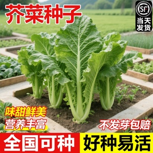 热卖爆款宽帮青菜甜芥菜种籽四川腌酸菜种子耐寒大叶芥菜四季种植