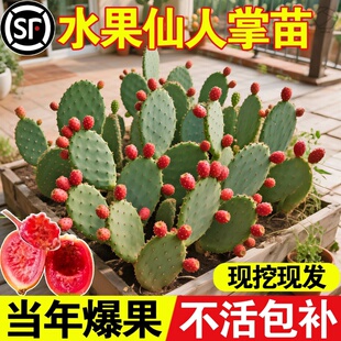 食用仙人掌果树苗盆栽水果阳台裸根不带土夏季观果植物耐旱好养