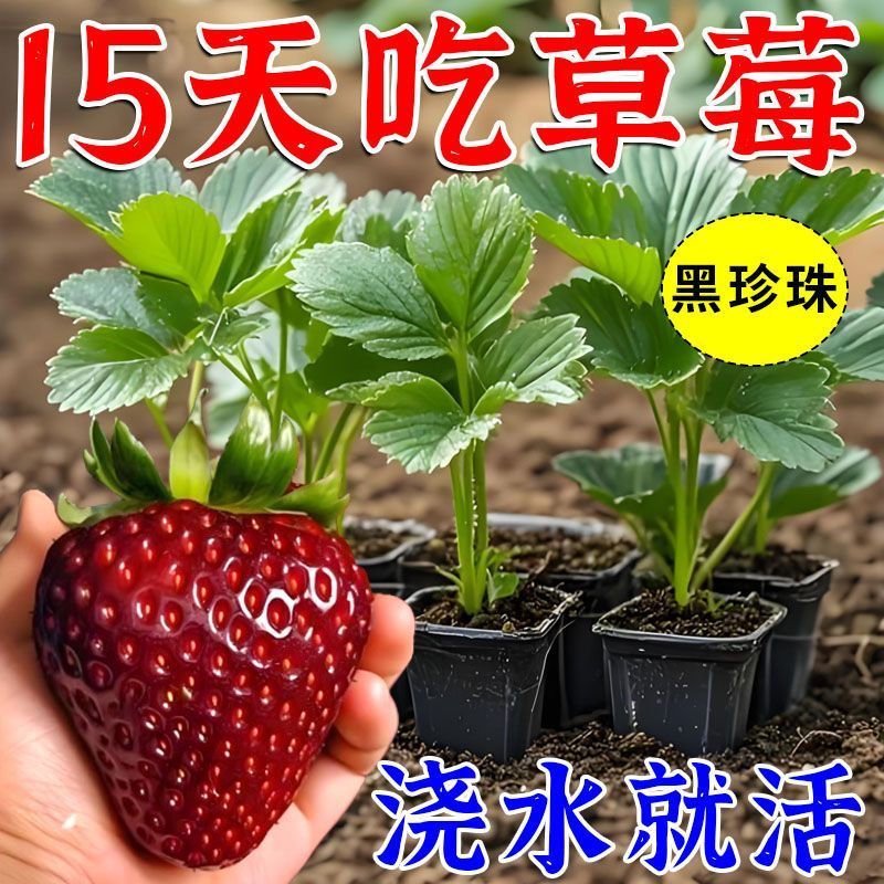 【15天结果】黑珍珠草莓秧苗盆栽四季草莓苗全国可种当年结果