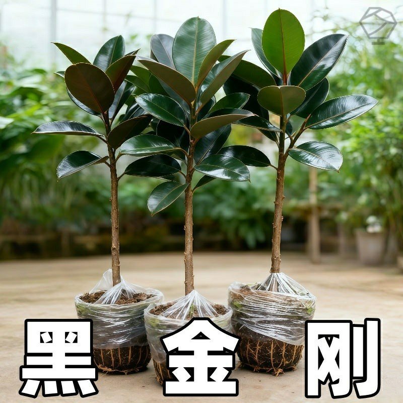 黑金刚橡皮树盆栽室内客厅花卉植物净化空气办桌面防辐射盆景绿植,鲜花速递/花卉仿真/绿植园艺,大型绿植/成品组合盆栽,淘宝优惠券,粉丝福利购,淘宝优惠卷