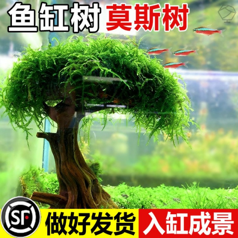 莫斯树鱼缸造景沉木树摆件水草植物水培制氧净化水质养鱼莫斯绿植