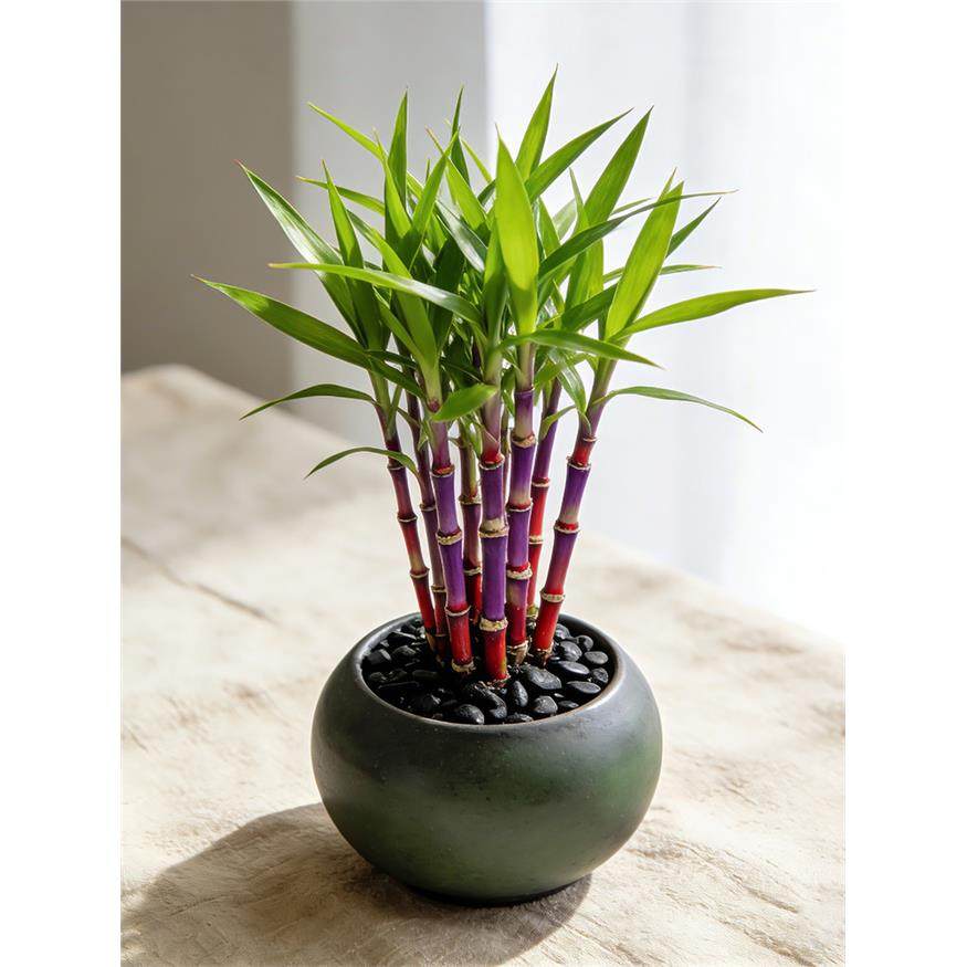 迷你小甘蔗可食用盆栽桌面盆景绿植客厅室内植物阳台水果甘蔗苗种,鲜花速递/花卉仿真/绿植园艺,种苗/半成品盆栽,淘宝优惠券,粉丝福利购,淘宝优惠卷