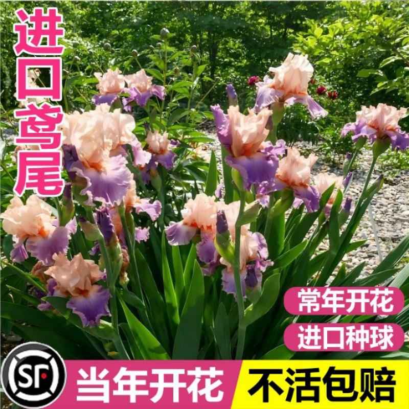 德国进口鸢尾种球多年生阳台盆栽庭院地栽四季易活耐寒热花卉植物