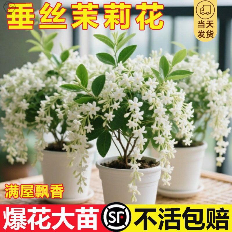 茉莉花盆栽花苞阳台客厅室内四季
