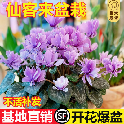 仙客来盆栽带花特大号兔子花卉植物室内重瓣蝴蝶兰好养苗庭院阳台