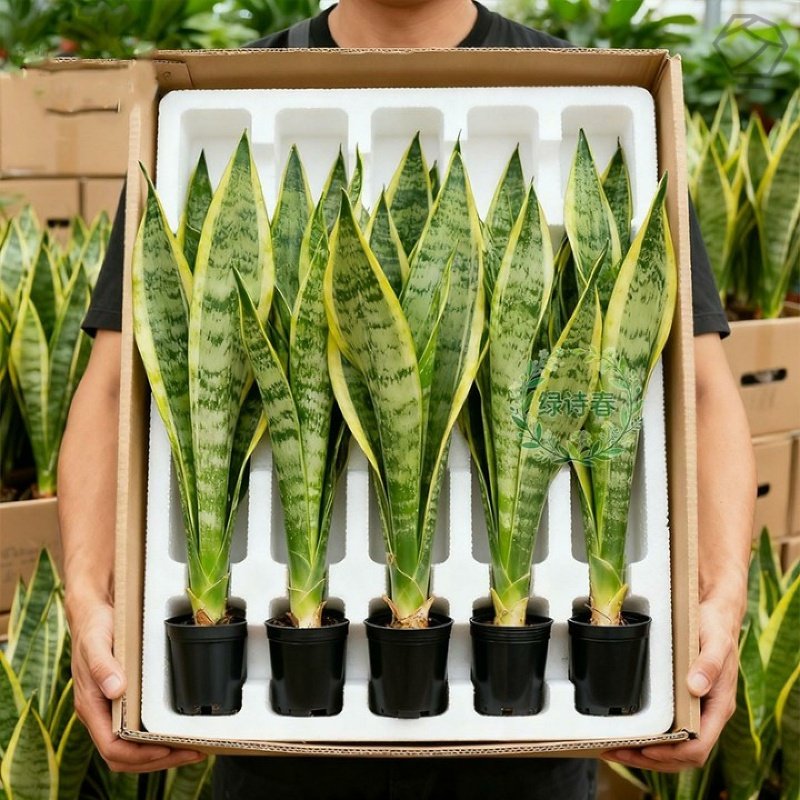 金边虎皮兰盆栽花卉多肉水培绿植物室内好养办公室四季常青虎尾兰