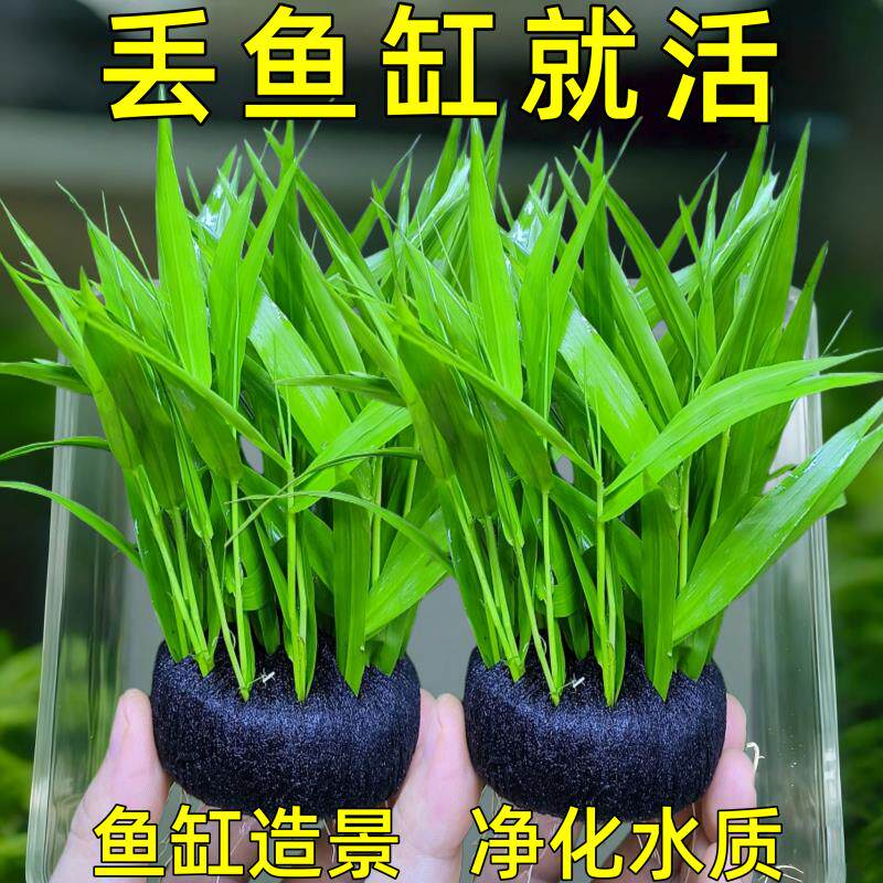 青竹坨草鱼缸专用植物制氧增氧净化水质和鱼共养真造景阴性鱼缸