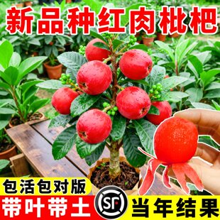 新品种红肉枇杷树苗嫁接大五星大果无核砂糖白玉枇杷果树庭院果苗