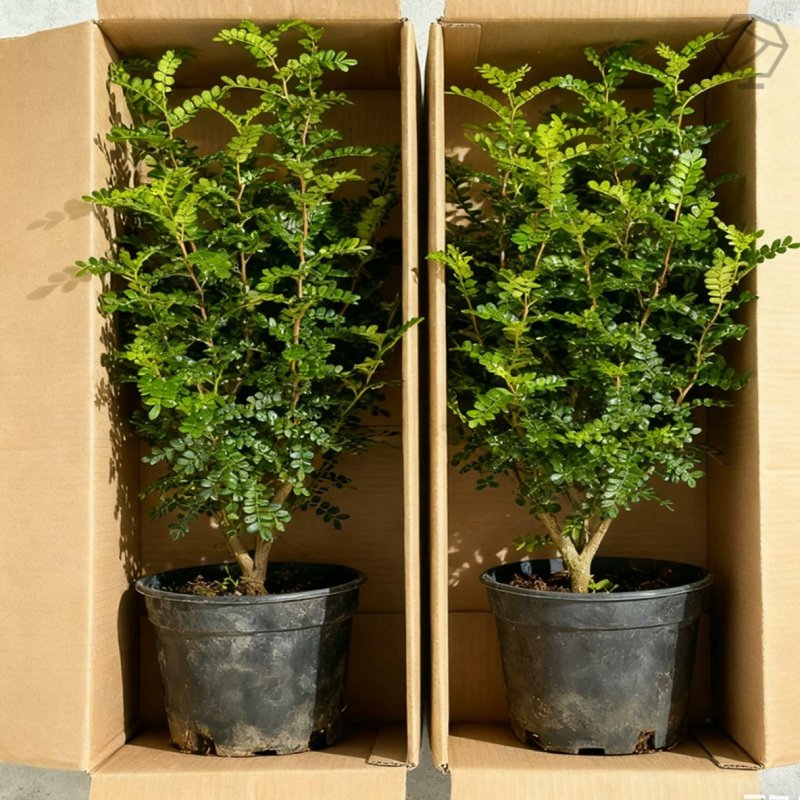 清香木盆栽胡椒木防驱蚊草绿植物室内花卉九里香树苗盆景四季好养,鲜花速递/花卉仿真/绿植园艺,造型盆景,淘宝优惠券,粉丝福利购,淘宝优惠卷