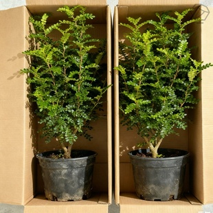 清香木盆栽胡椒木防驱蚊草绿植物室内花卉九里香树苗盆景四季好养