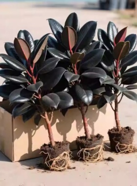 黑金刚橡皮树盆栽家庭室内客厅四季长青花卉观叶植物净化空气绿色