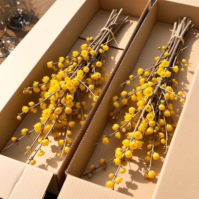 腊梅花鲜花水培鲜切花干枝蜡梅真花年宵花卉水养植物花束客厅鲜花