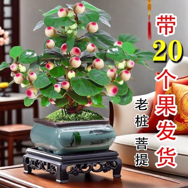 小盼菩提树菩提盆栽带果禅意室内绿植客厅办公室桌面招财摆件植物