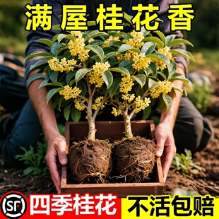 桂花树苗四季桂盆栽室内花卉植物庭院大树丹桂金桂浓香型绿植开花