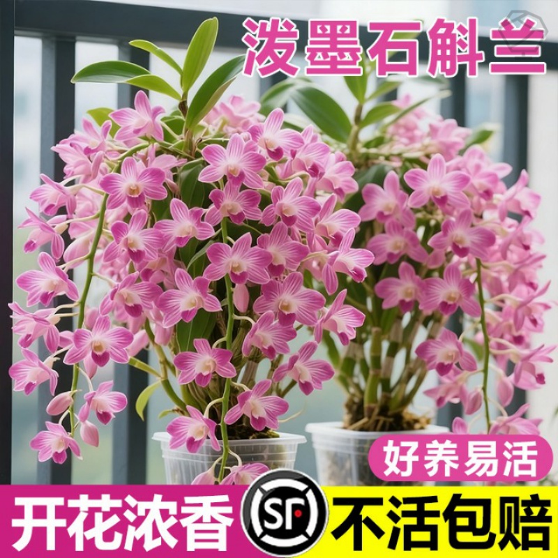 办公室花苞泼墨石斛盆栽日本兰花