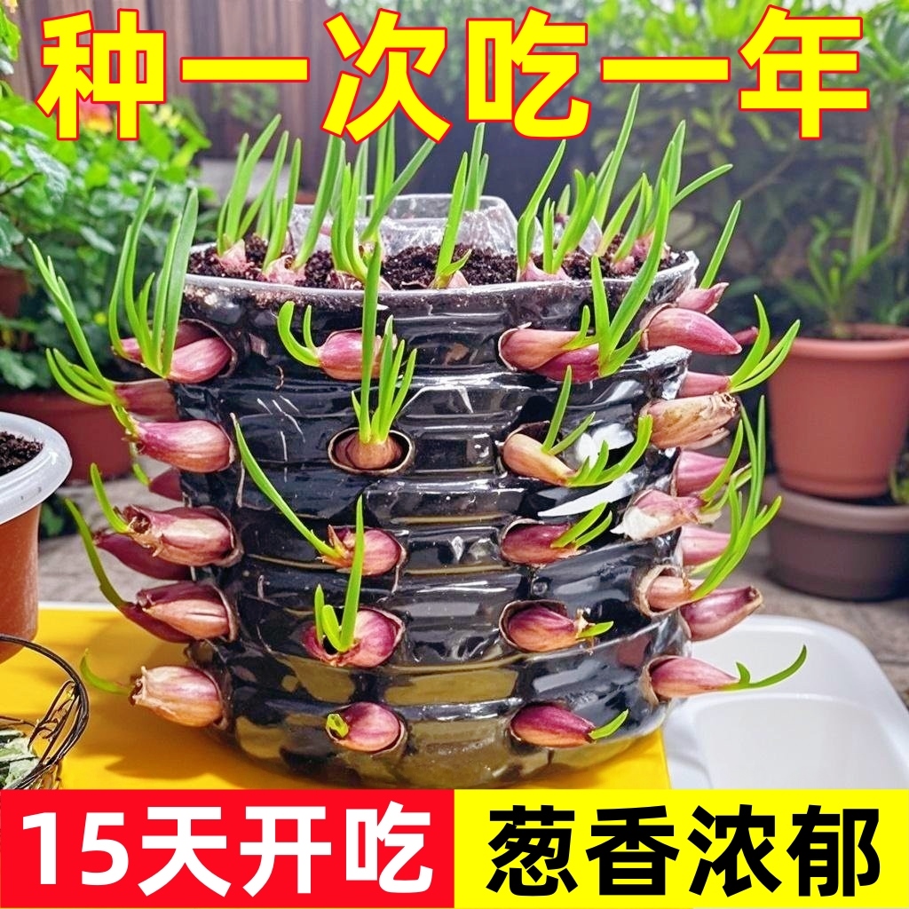 可种植可食用小香葱红葱头火葱黄葱四季葱苗榨葱油干葱头