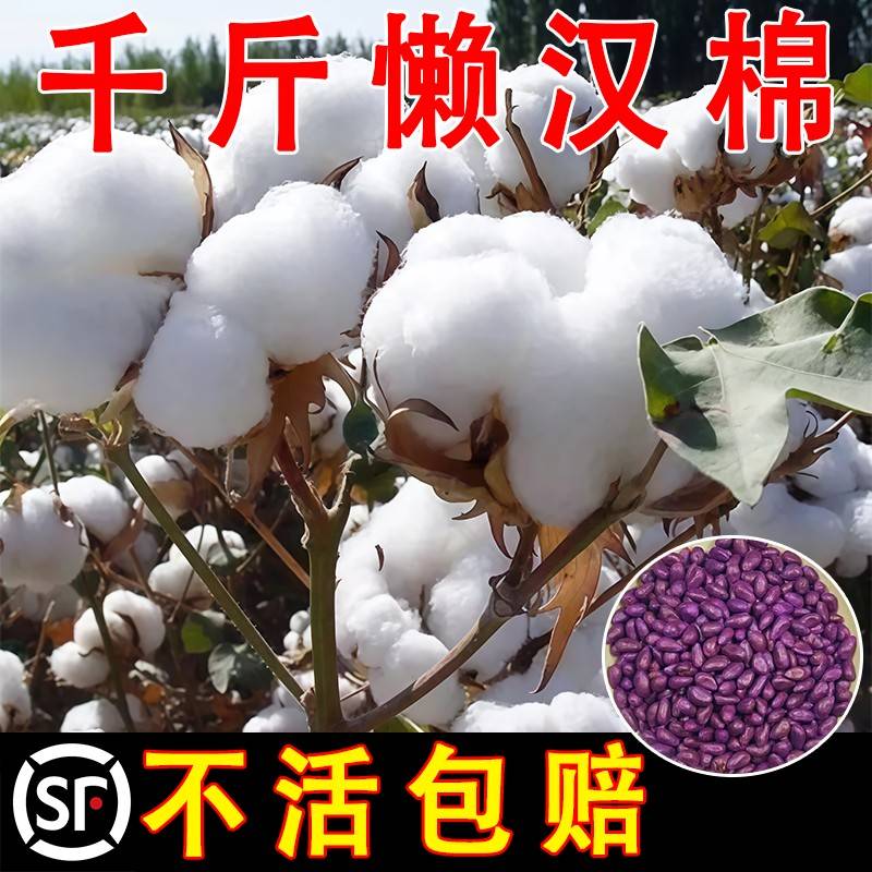 棉花种子懒汉转基因高产