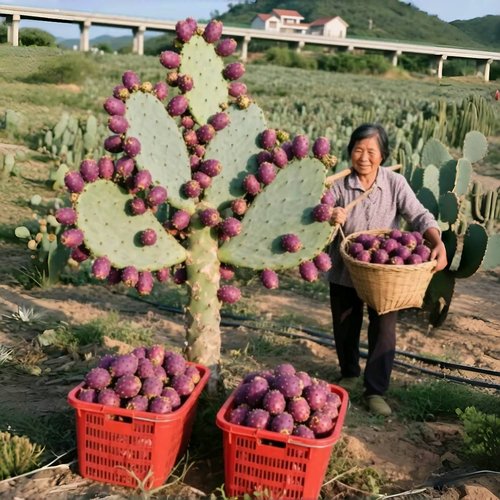 食用仙人掌果树苗盆栽水果阳台裸根不带土夏季观果植物非常容易