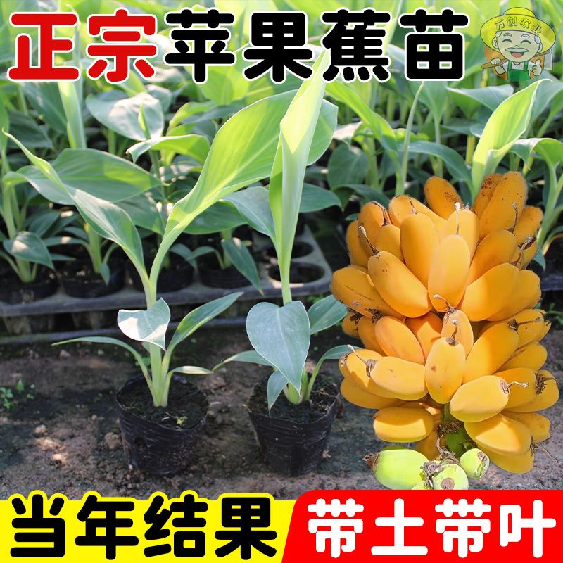苹果蕉苗南北方适种精品推荐果树香蕉苗中蕉9号当年结果皇帝蕉苗