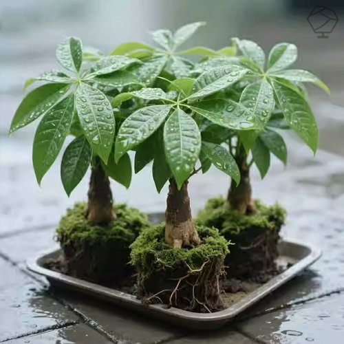 发财树盆栽办公室招财摆件室内客厅四季常青桌面绿植盆景好养活