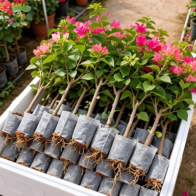 重瓣三角梅盆栽带花老桩室内外爬藤植物红梅花卉四季多季开花好养