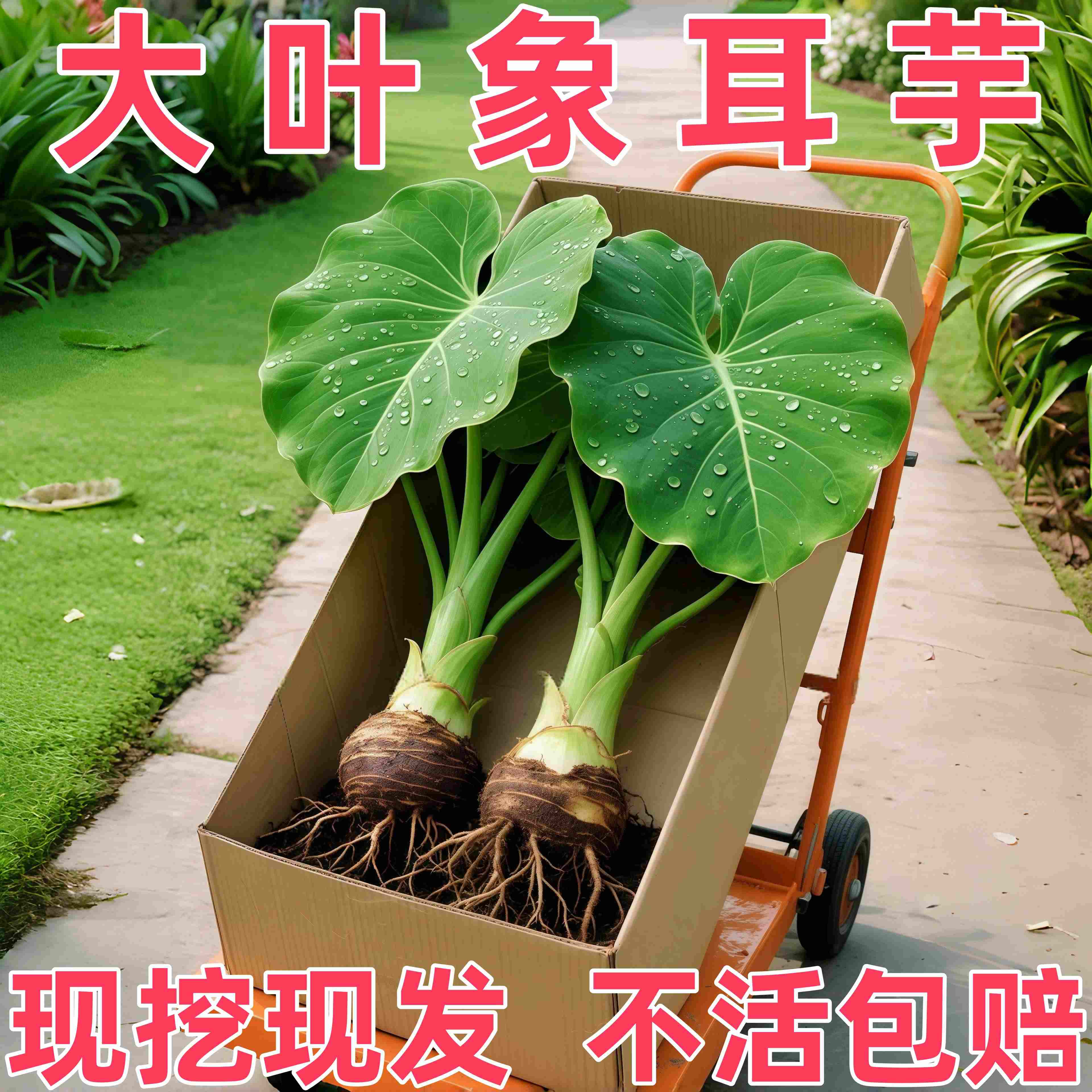 象耳芋盆栽霸王芋大野芋大型绿植客厅阳台超大叶庭院植物现挖现发