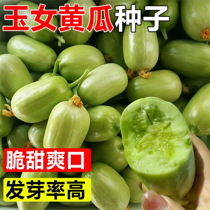 金童玉女黄瓜种籽苗秧阳台盆栽玉米水果小黄瓜种子孑四季蔬菜大全