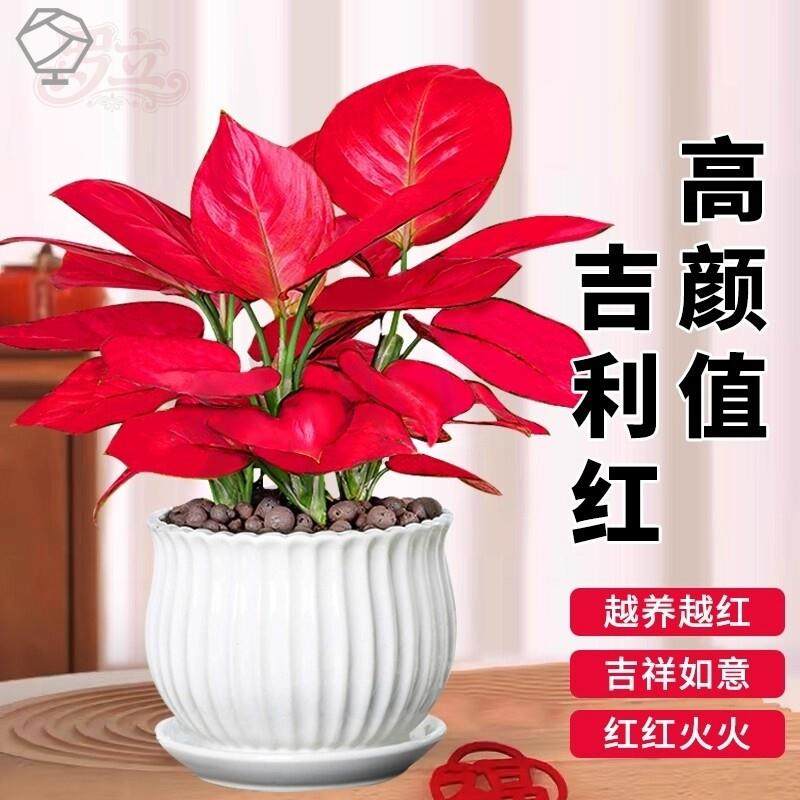 吉利红盆栽如意皇后室内招财旺宅花卉绿植好养易活办公室桌面植物,鲜花速递/花卉仿真/绿植园艺,造型盆景,淘宝优惠券,粉丝福利购,淘宝优惠卷