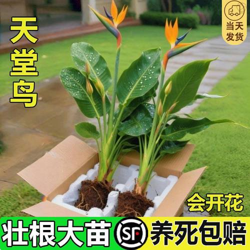 天堂鸟水培植物客厅绿植盆栽办公室内花卉桌面四季常青水养鹤望兰