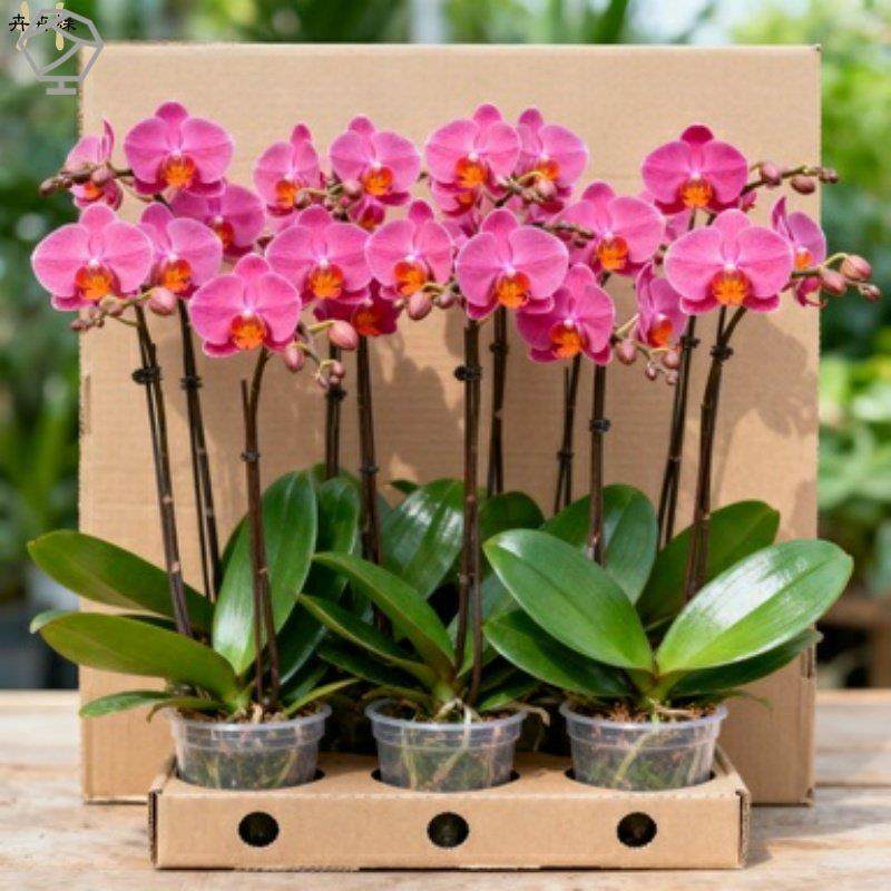 蝴蝶兰花苗盆栽带花剑进口品种多年生盆栽带花苞兰花苗新手种植,鲜花速递/花卉仿真/绿植园艺,种苗/半成品盆栽,淘宝优惠券,粉丝福利购,淘宝优惠卷