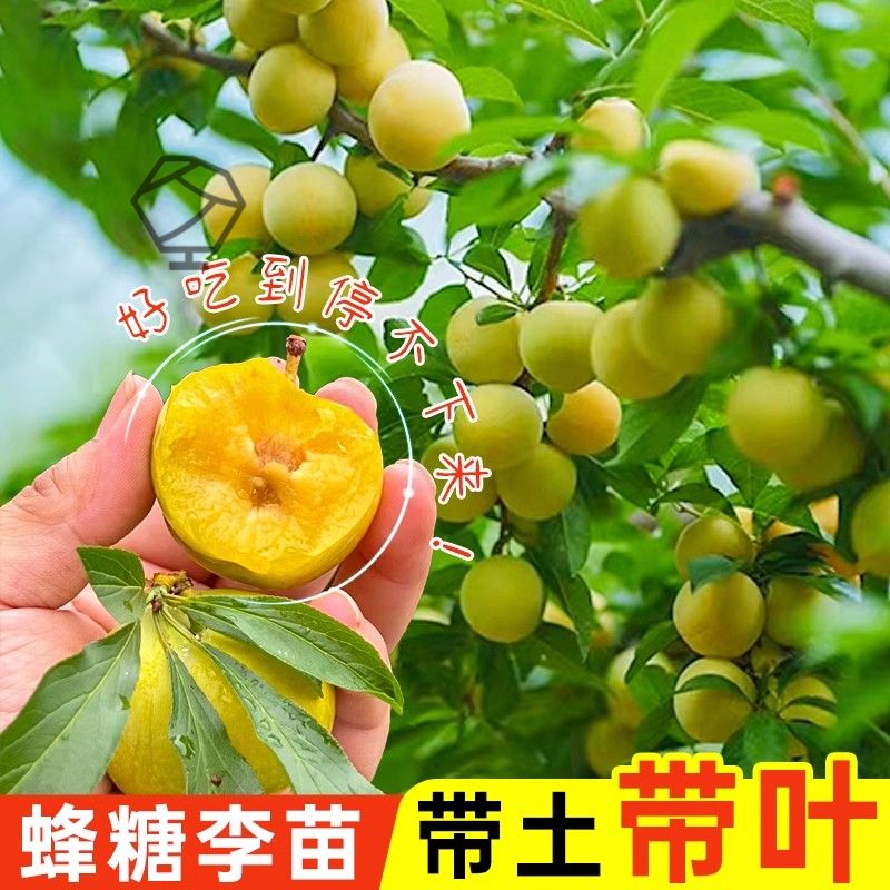 蜂糖李子树苗嫁接特大晚