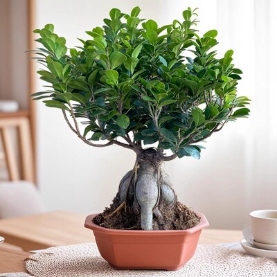 榕树盆栽室内阳台植物造