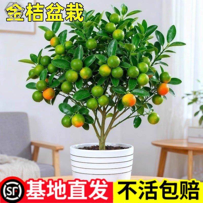 带果四季金桔树苗盆栽可食用客厅招财植物室内外小橘子红掌年宵花,鲜花速递/花卉仿真/绿植园艺,造型盆景,淘宝优惠券,粉丝福利购,淘宝优惠卷