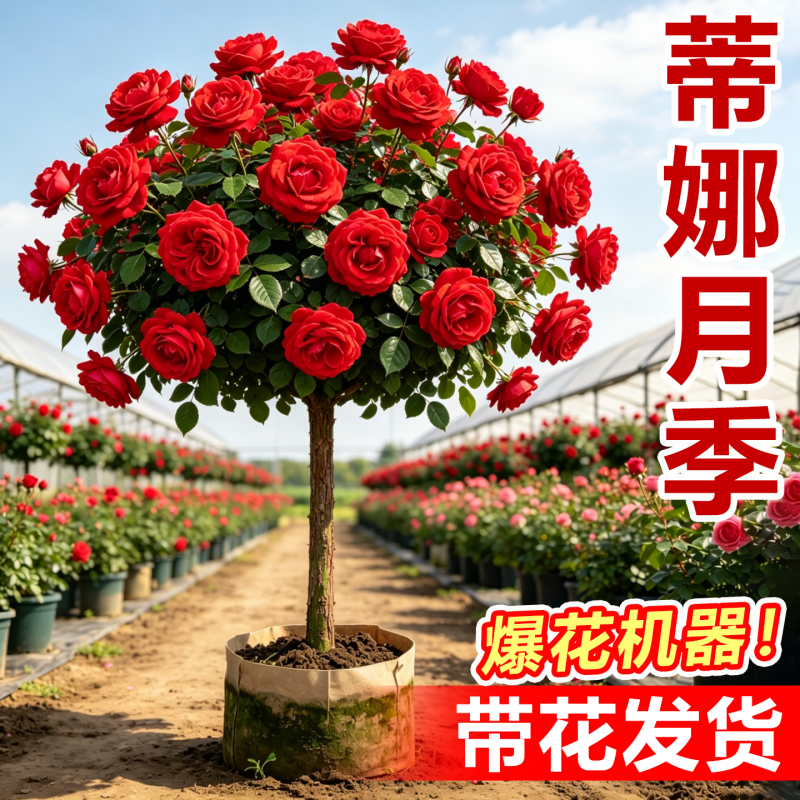 带花发货棒棒糖树桩月季花树苗老桩嫁接四季开特大花花卉盆栽玫瑰