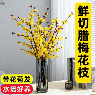 水培腊梅花枝鲜切花室内客厅四季好养耐寒浓香型干支植物腊梅枝条