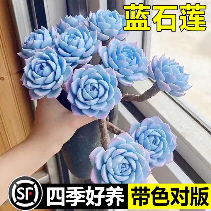 蓝石莲多肉植物盆栽室内客厅阳台绿植老桩多肉好养植物花卉懒人花